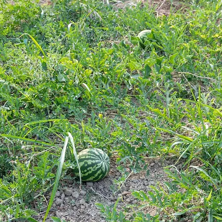 Agapanthus Retreat * Kouvalata