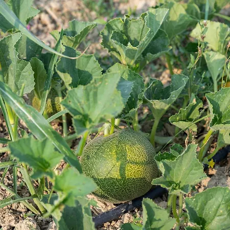 Agapanthus Retreat *